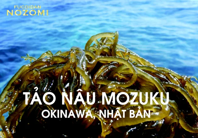 Vì sao Fucoidan Nhật được nhiều người bệnh ung thư lựa chọn? - Ảnh 1. Vì sao Fucoidan Nhật được nhiều người bệnh ung thư lựa chọn? - Ảnh 1.