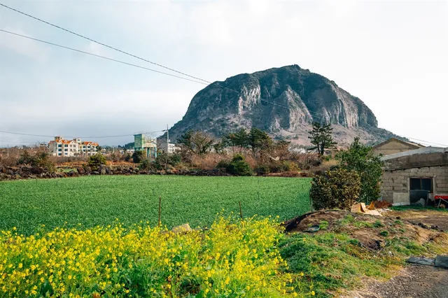 Đảo Jeju - điểm đến nổi tiếng nhất để du lịch cùng thú cưng ở Hàn Quốc - Ảnh 1.