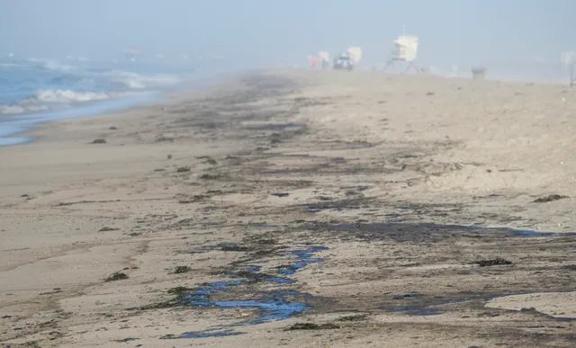 Tràn dầu nghiêm trọng ngoài khơi California, cá và chim chết trôi dạt vào bãi biển Huntington - Ảnh 5.