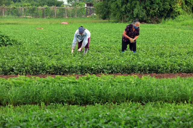 Tăng cường kiểm soát vùng trồng, nông sản giữ vững thị trường xuất khẩu - Ảnh 1.