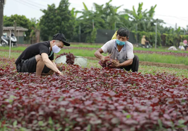 Tăng cường kiểm soát vùng trồng, nông sản giữ vững thị trường xuất khẩu - Ảnh 2.