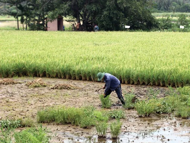 TP Hồ Chí Minh sẽ chuyển đổi công năng hơn 900 ha đất trồng lúa - Ảnh 1.