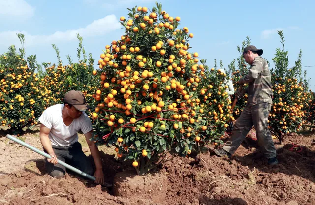 Ôm cả trăm triệu tiền quất Tết, tiểu thương như “ngồi trên đống lửa” vì COVID-19 - Ảnh 1. Ôm cả trăm triệu tiền quất Tết, tiểu thương như “ngồi trên đống lửa” vì COVID-19 - Ảnh 1.