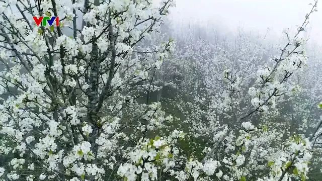 Quyến rũ mùa hoa lê ở vùng cao Tuyên Quang - Ảnh 1.