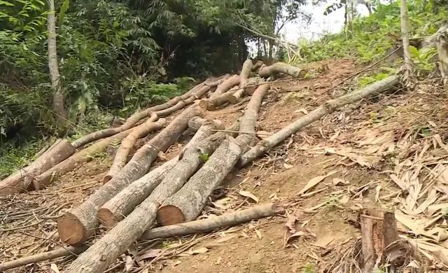 Ngang nhiên chuyển rừng tự nhiên thành rừng trồng tại vườn quốc gia Xuân Sơn - Ảnh 1.