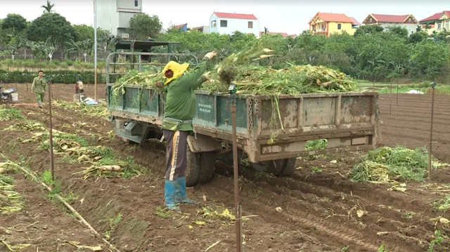 Mê Linh (Hà Nội): Cà chua chín rụng đầy gốc, củ cải nhổ lên... vứt đi - Ảnh 1. Mê Linh (Hà Nội): Cà chua chín rụng đầy gốc, củ cải nhổ lên... vứt đi - Ảnh 1.