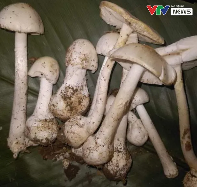 4 người nhập viện do ngộ độc nấm - Ảnh 2. 4 người nhập viện do ngộ độc nấm - Ảnh 2.