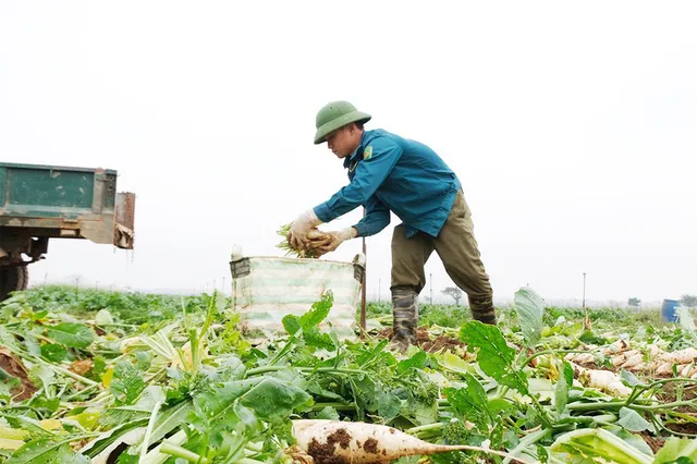 Người dân Hà Nội đổ bỏ hàng tấn nông sản vì không có đầu ra - Ảnh 1. Người dân Hà Nội đổ bỏ hàng tấn nông sản vì không có đầu ra - Ảnh 1.