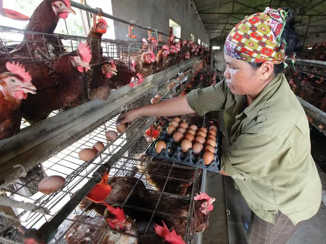 Giá thức ăn chăn nuôi tăng vọt: Doanh nghiệp, người nông dân lao đao - Ảnh 2.