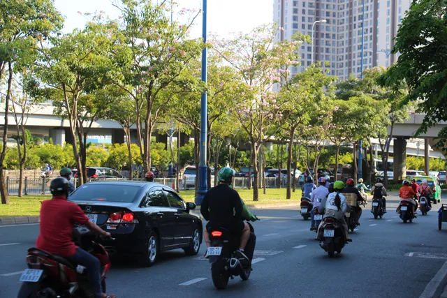 Đường phố TP Hồ Chí Minh thơ mộng trong sắc hoa kèn hồng rực rỡ - Ảnh 1. Đường phố TP Hồ Chí Minh thơ mộng trong sắc hoa kèn hồng rực rỡ - Ảnh 1.