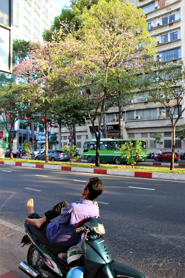 Đường phố TP Hồ Chí Minh thơ mộng trong sắc hoa kèn hồng rực rỡ - Ảnh 10. Đường phố TP Hồ Chí Minh thơ mộng trong sắc hoa kèn hồng rực rỡ - Ảnh 10.