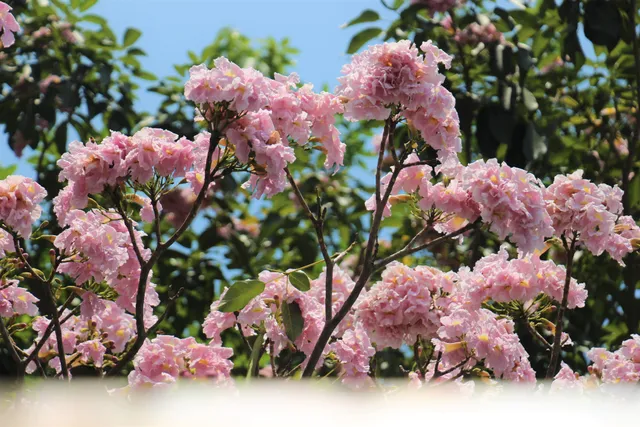 Đường phố TP Hồ Chí Minh thơ mộng trong sắc hoa kèn hồng rực rỡ - Ảnh 2. Đường phố TP Hồ Chí Minh thơ mộng trong sắc hoa kèn hồng rực rỡ - Ảnh 2.