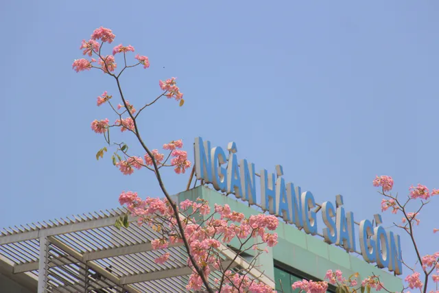 Đường phố TP Hồ Chí Minh thơ mộng trong sắc hoa kèn hồng rực rỡ - Ảnh 3. Đường phố TP Hồ Chí Minh thơ mộng trong sắc hoa kèn hồng rực rỡ - Ảnh 3.