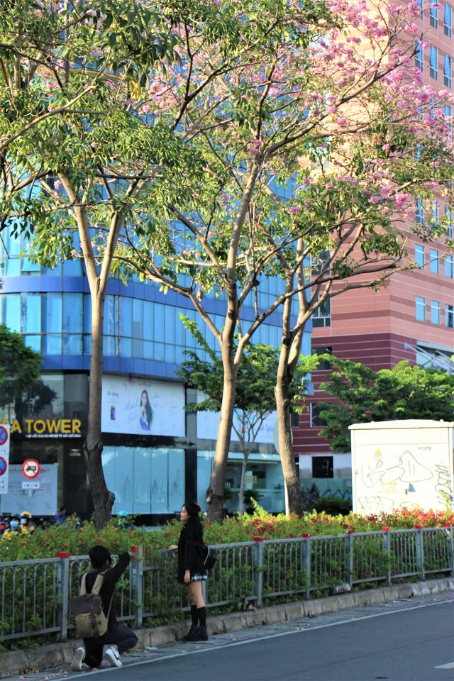 Đường phố TP Hồ Chí Minh thơ mộng trong sắc hoa kèn hồng rực rỡ - Ảnh 5. Đường phố TP Hồ Chí Minh thơ mộng trong sắc hoa kèn hồng rực rỡ - Ảnh 5.