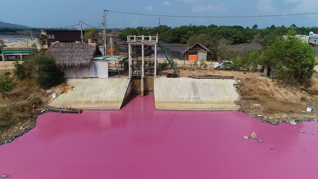 Đầm nước đổi màu tím đậm đặc, người nuôi cá đứng ngồi không yên - Ảnh 1.