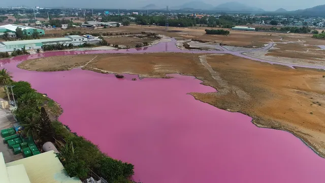 Đầm nước đổi màu tím đậm đặc, người nuôi cá đứng ngồi không yên - Ảnh 2.