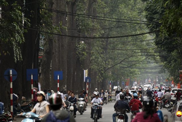 Cây xanh ở Thủ đô Hà Nội: Không thể cứ thích là trồng - Ảnh 3.