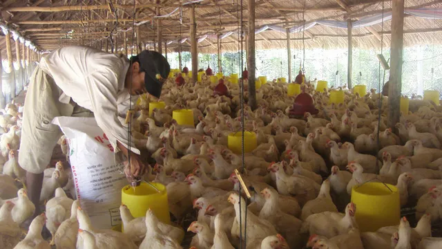 Giá thức ăn chăn nuôi tăng chóng mặt - Ảnh 1. Giá thức ăn chăn nuôi tăng chóng mặt - Ảnh 1.