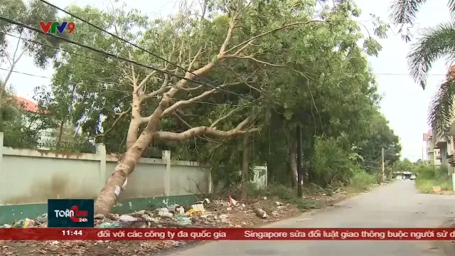 Nguy cơ tai nạn do cây ngã, đổ