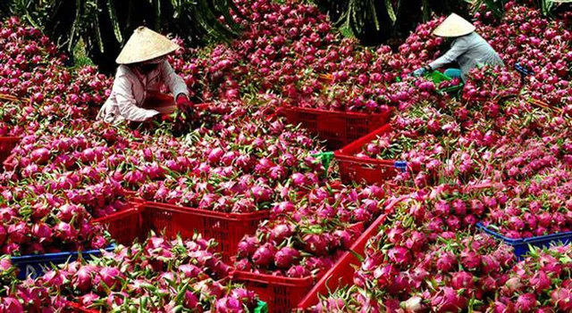 Thanh long Việt giá 200.000 đồng/kg tại Australia - Ảnh 1.