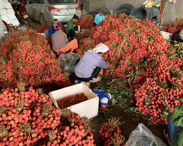 190 thương nhân Trung Quốc được phép vào mua vải thiều Bắc Giang - Ảnh 1.