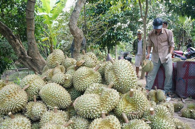 Nhiều nông sản rớt giá nhưng sầu riêng giá vẫn cao - Ảnh 1.