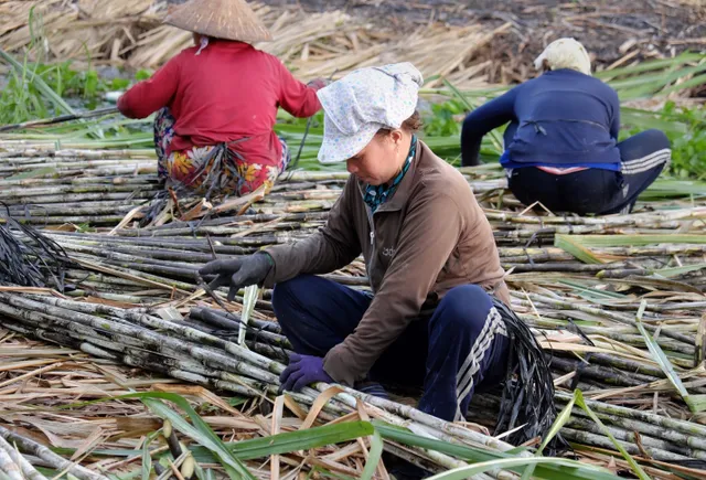 Giải pháp nào chặn đứng đường cát nhập lậu? - Ảnh 3.