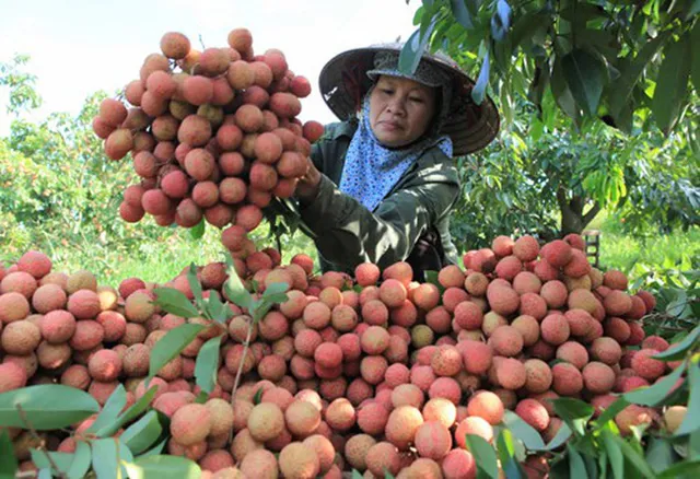 Lần đầu tiên đến Hà Lan, vải thiều Việt bán giá hơn nửa triệu đồng/kg - Ảnh 1.