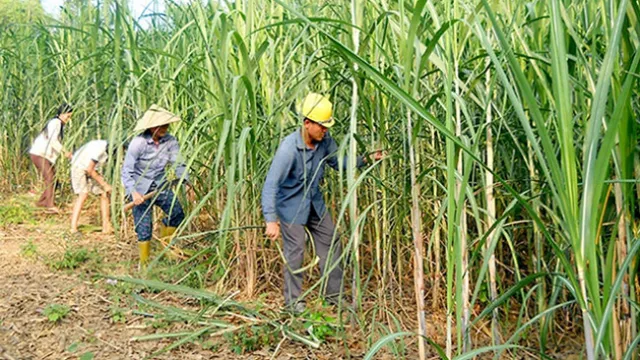 Ngành mía đường “đứng vững” trước hội nhập - Ảnh 1.