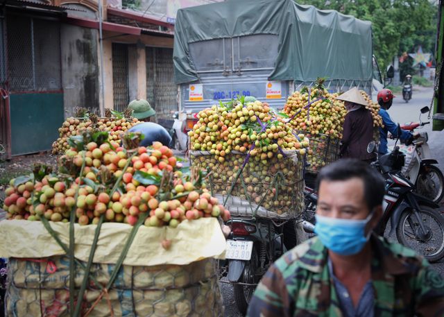 Bắc Giang tổ chức hội nghị trực tuyến tiêu thụ vải thiều - Ảnh 1.