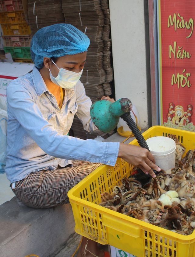 Nghề lạ lương cao: Soi giới tính gà - Ảnh 2.