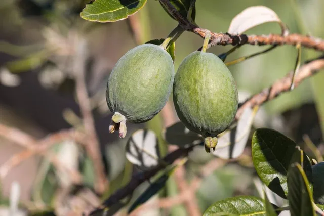 Không cần mua hoa quả tích trữ, bạn có thể trồng những trái cây này tại nhà - Ảnh 3.