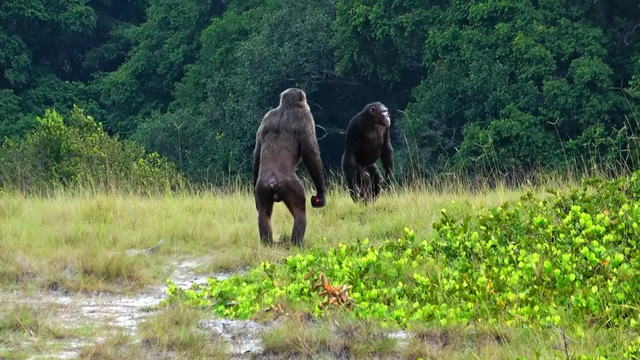 Lần đầu tiên quan sát thấy tinh tinh tấn công và hạ gục khỉ đột - Ảnh 1.