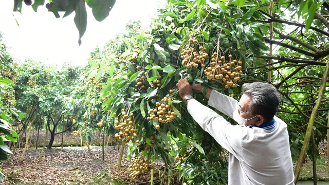 Nhiều giải pháp khơi thông đầu ra cho nông sản ĐBSCL - Ảnh 1.