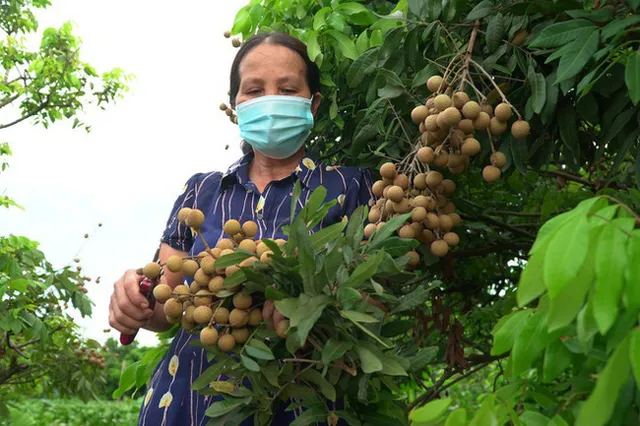 Lên phương án chi tiết đưa nông sản phía Nam ra Bắc - Ảnh 1.