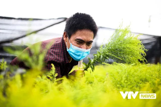Hà Nội: Nông dân làng Tây Tựu ngậm ngùi cắt bỏ cả ruộng hoa - Ảnh 10. Hà Nội: Nông dân làng Tây Tựu ngậm ngùi cắt bỏ cả ruộng hoa - Ảnh 10.