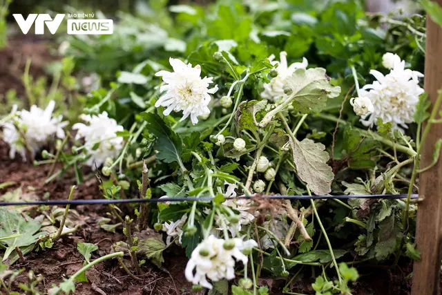Hà Nội: Nông dân làng Tây Tựu ngậm ngùi cắt bỏ cả ruộng hoa - Ảnh 3. Hà Nội: Nông dân làng Tây Tựu ngậm ngùi cắt bỏ cả ruộng hoa - Ảnh 3.