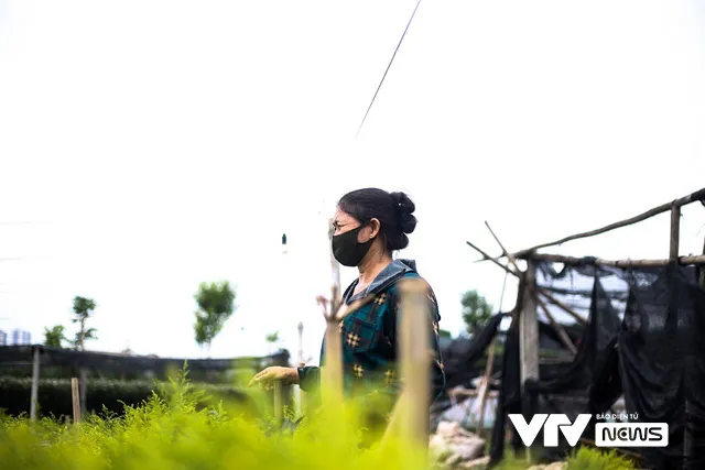 Hà Nội: Nông dân làng Tây Tựu ngậm ngùi cắt bỏ cả ruộng hoa - Ảnh 7. Hà Nội: Nông dân làng Tây Tựu ngậm ngùi cắt bỏ cả ruộng hoa - Ảnh 7.