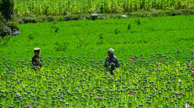 Cam kết không sản xuất thuốc phiện của lực lượng Taliban liệu có thành sự thật? - Ảnh 3. Cam kết không sản xuất thuốc phiện của lực lượng Taliban liệu có thành sự thật? - Ảnh 3.