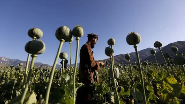 Cam kết không sản xuất thuốc phiện của lực lượng Taliban liệu có thành sự thật? - Ảnh 1. Cam kết không sản xuất thuốc phiện của lực lượng Taliban liệu có thành sự thật? - Ảnh 1.