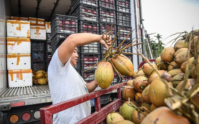 Người dân đổ xô mua nước dừa, Trung Quốc tăng nhập khẩu - Ảnh 1.