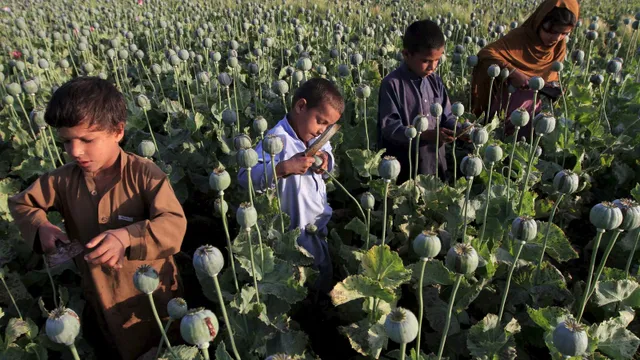 Cam kết không sản xuất thuốc phiện của lực lượng Taliban liệu có thành sự thật? - Ảnh 4. Cam kết không sản xuất thuốc phiện của lực lượng Taliban liệu có thành sự thật? - Ảnh 4.