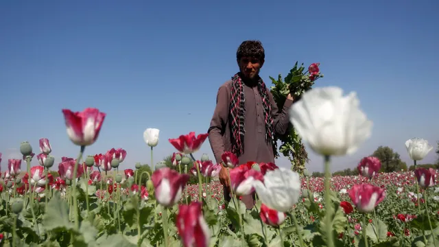 Cam kết không sản xuất thuốc phiện của lực lượng Taliban liệu có thành sự thật? - Ảnh 7. Cam kết không sản xuất thuốc phiện của lực lượng Taliban liệu có thành sự thật? - Ảnh 7.