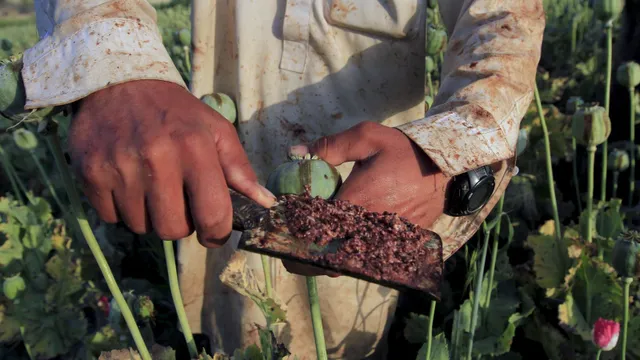 Cam kết không sản xuất thuốc phiện của lực lượng Taliban liệu có thành sự thật? - Ảnh 5. Cam kết không sản xuất thuốc phiện của lực lượng Taliban liệu có thành sự thật? - Ảnh 5.