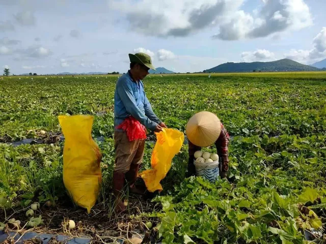 Nông sản kêu cứu mùa dịch - Ảnh 1.