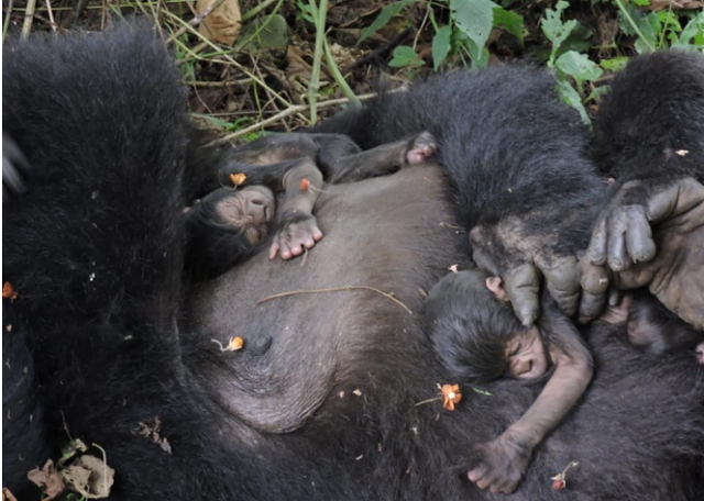 Gorilla núi quý hiếm được sinh ra tại vườn quốc gia Virunga của Congo - Ảnh 1.