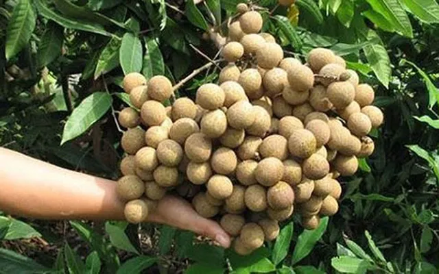 Nhãn lồng Hưng Yên bán ở Singapore giá hơn 200.000 đồng/kg - Ảnh 2.