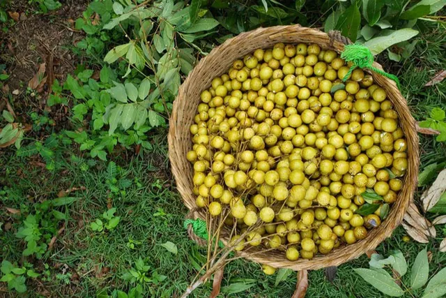 Nhãn giảm giá sâu còn 8.000 đồng/kg, người dân âu sầu mang quả vào lò sấy - Ảnh 1. Nhãn giảm giá sâu còn 8.000 đồng/kg, người dân âu sầu mang quả vào lò sấy - Ảnh 1.