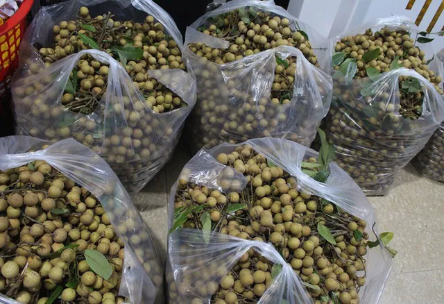 Nhãn giảm giá sâu còn 8.000 đồng/kg, người dân âu sầu mang quả vào lò sấy - Ảnh 2. Nhãn giảm giá sâu còn 8.000 đồng/kg, người dân âu sầu mang quả vào lò sấy - Ảnh 2.