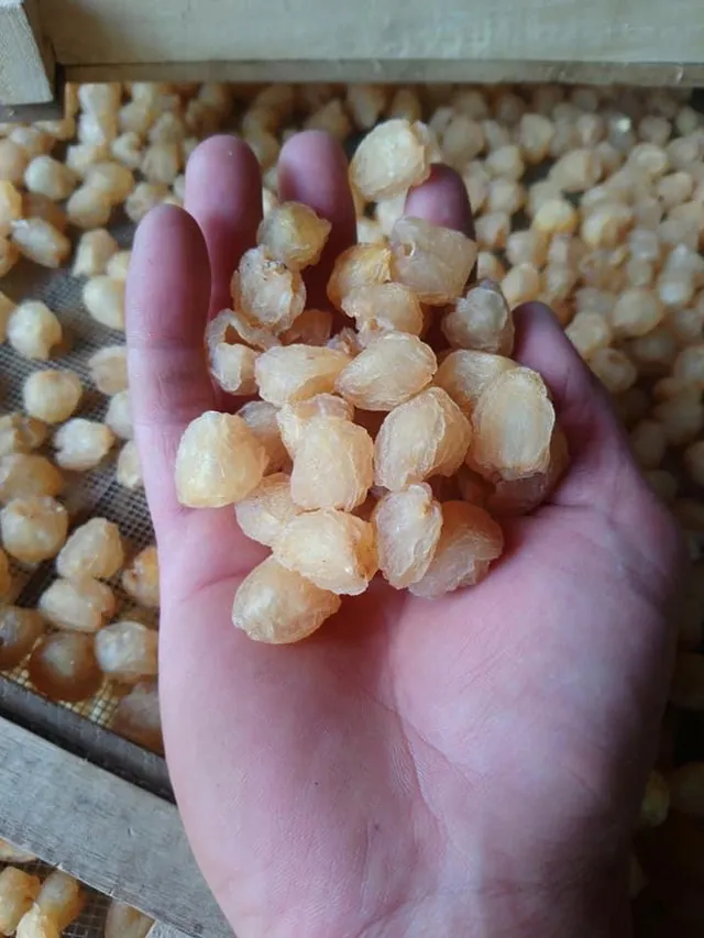 Nhãn giảm giá sâu còn 8.000 đồng/kg, người dân âu sầu mang quả vào lò sấy - Ảnh 3. Nhãn giảm giá sâu còn 8.000 đồng/kg, người dân âu sầu mang quả vào lò sấy - Ảnh 3.